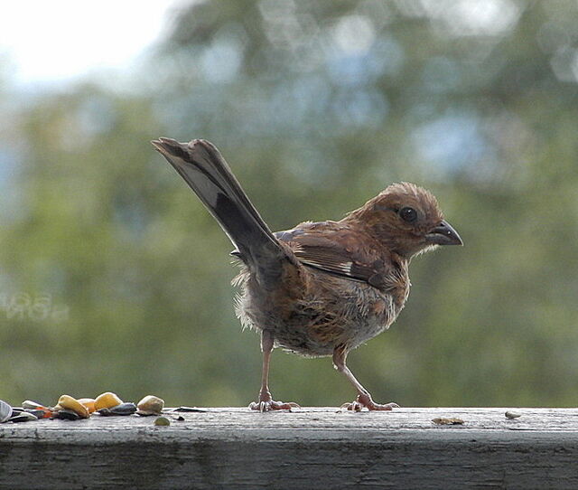 Eastern Towhee