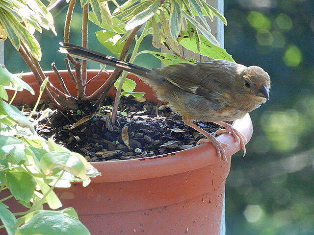 Eastern Towhee