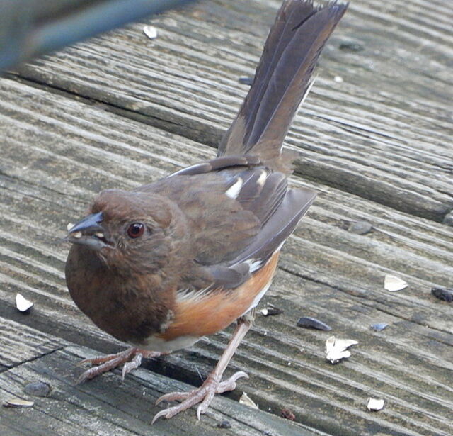 Eastern Towhee