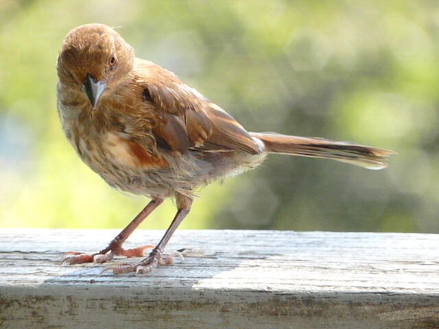 Eastern Towhee