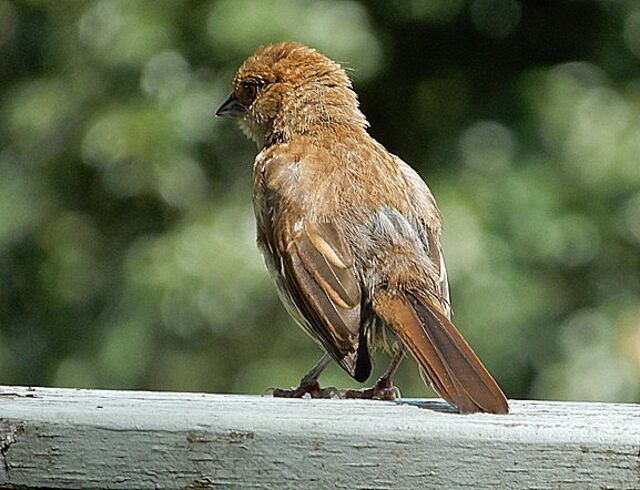 Eastern Towhee