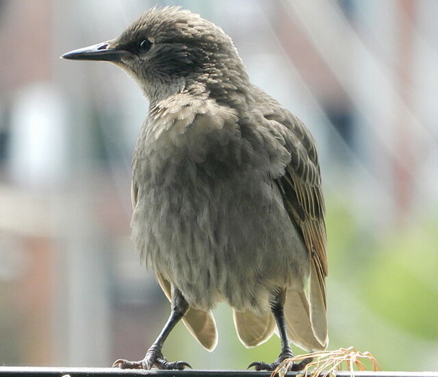 European Starling