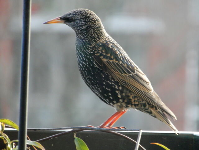 European Starling