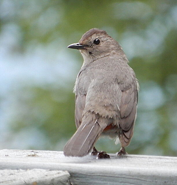 Gray Catbird