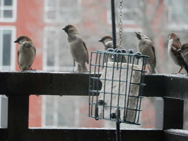 House Sparrow