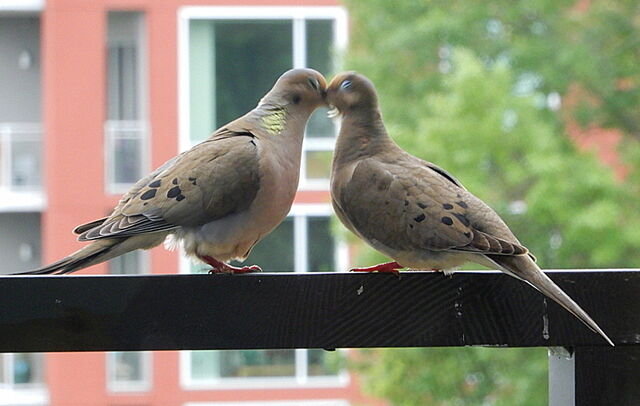 Mourning Dove