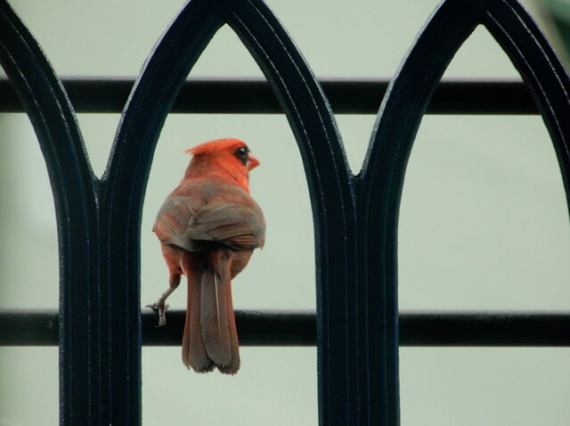 Northern Cardinal