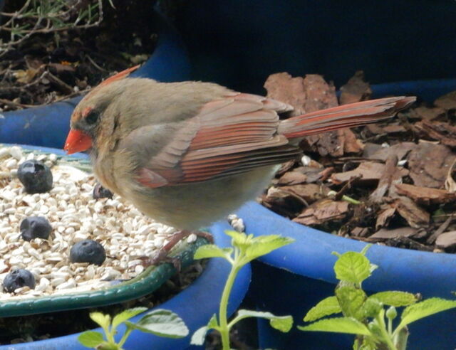 Northern Cardinal