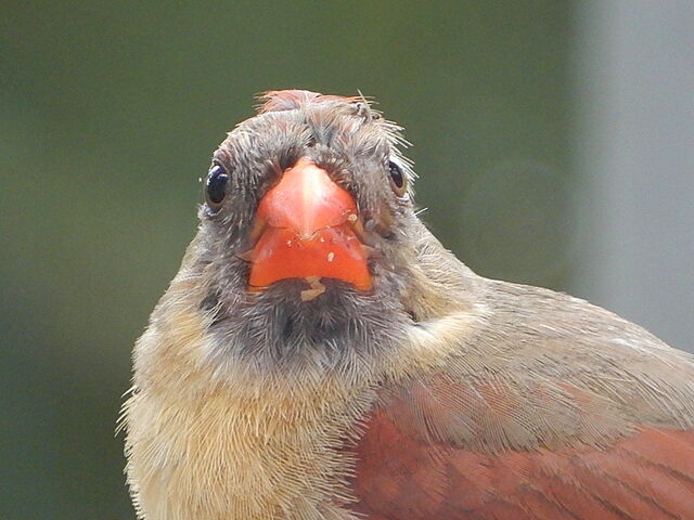 Northern Cardinal