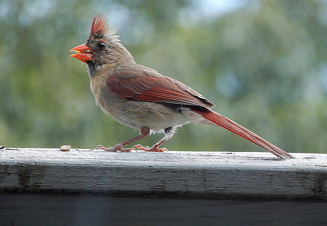 Northern Cardinal