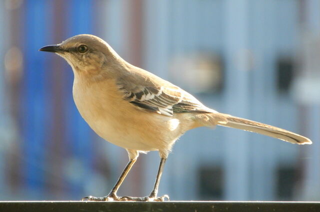 Northern Mockingbird