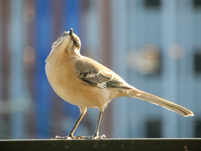 Northern Mockingbird