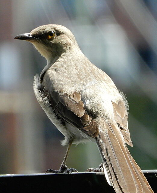 Northern Mockingbird