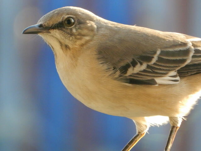 Northern Mockingbird