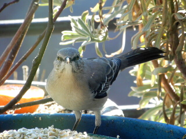 Northern Mockingbird