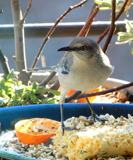 Northern Mockingbird