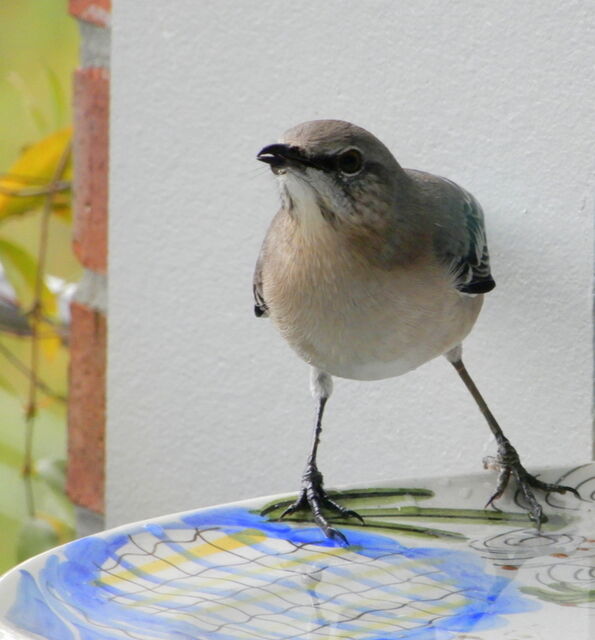 Northern Mockingbird