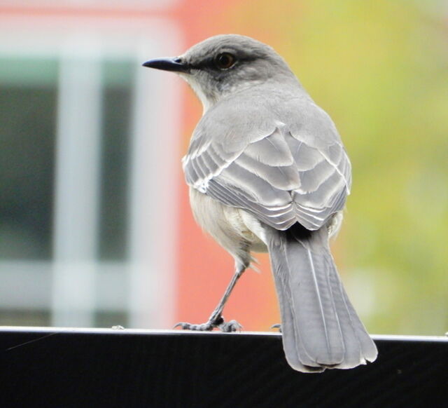 Northern Mockingbird