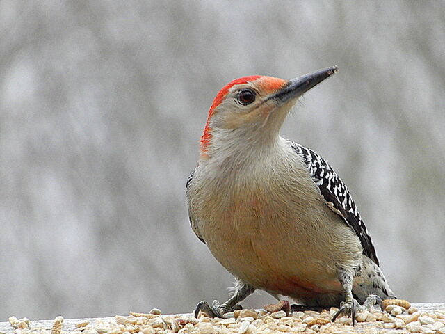 Red-bellied Woodpecker