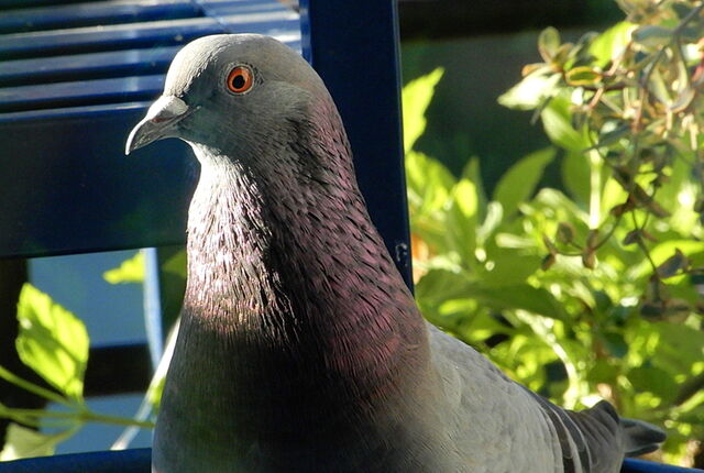 Rock Pigeon