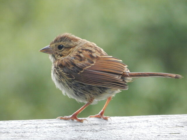 Song Sparrow