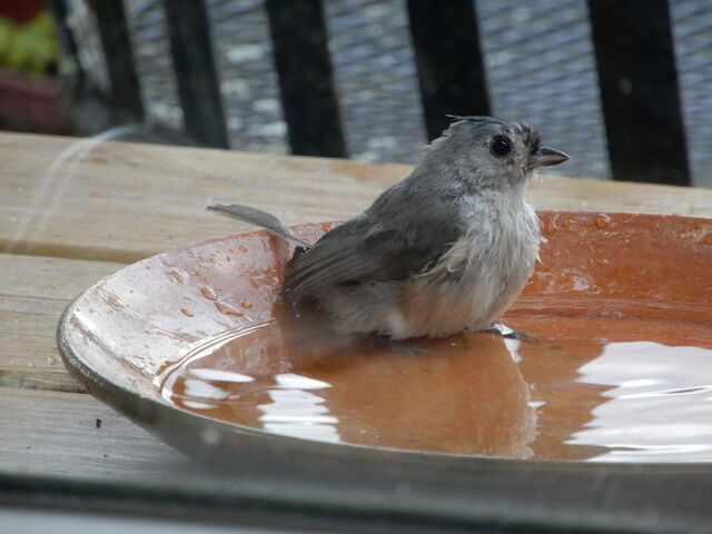 Tufted Titmouse