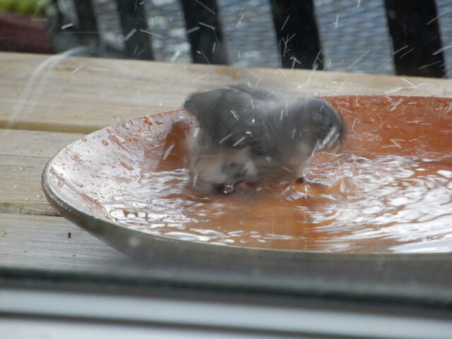 Tufted Titmouse