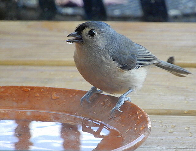 Tufted Titmouse