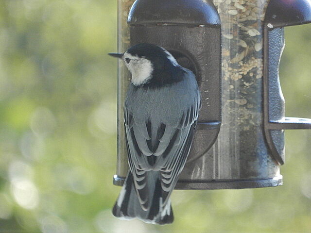 White-breasted Nuthatch