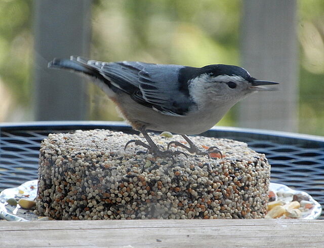 White-breasted Nuthatch