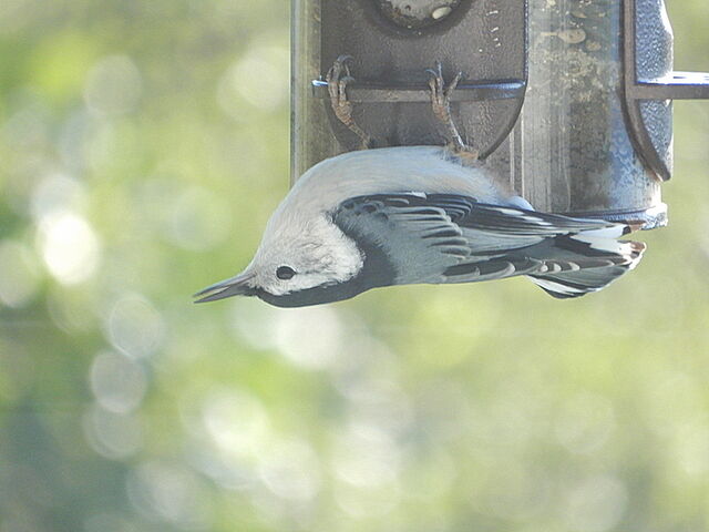 White-breasted Nuthatch