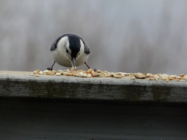 White-breasted Nuthatch