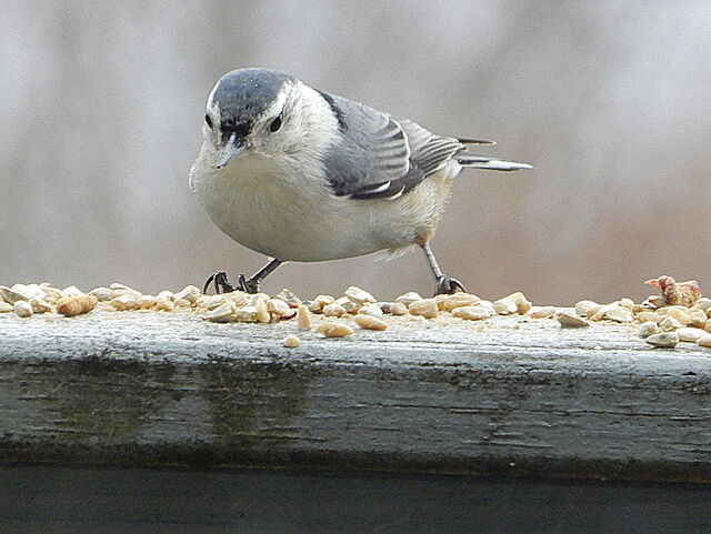 White-breasted Nuthatch