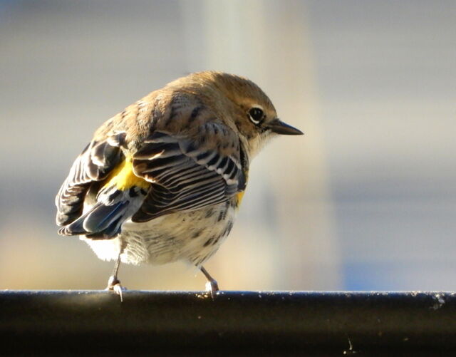 Yellow-rumped Warbler