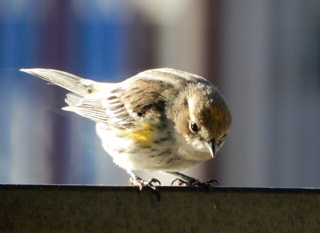 Yellow-rumped Warbler