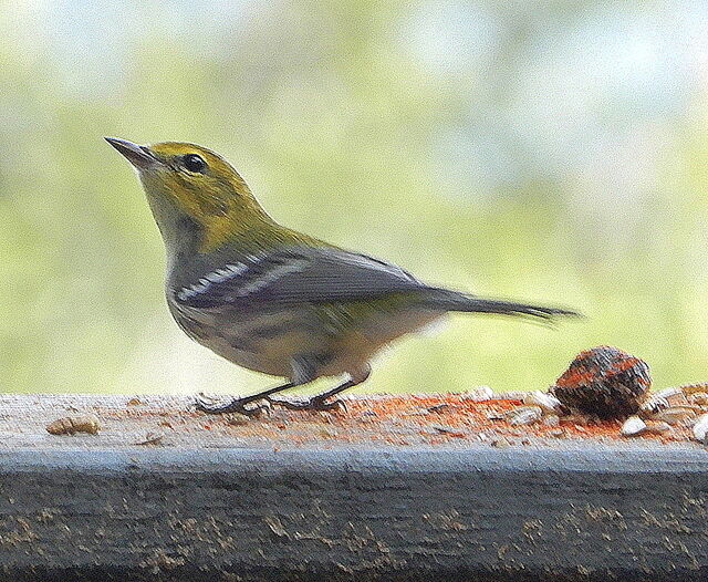 Black-throated Green Warbler