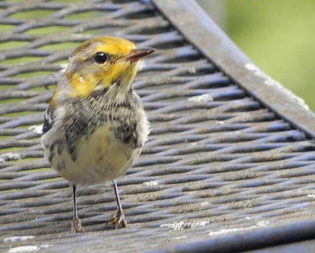 Black-throated Green Warbler