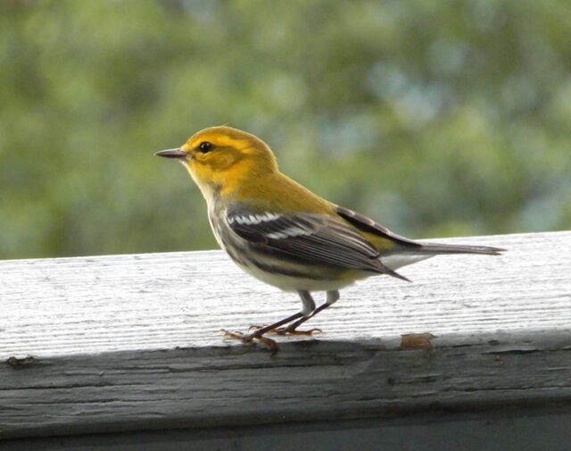 Black-throated Green Warbler