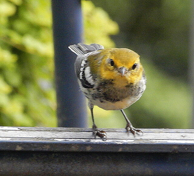 Black-throated Green Warbler