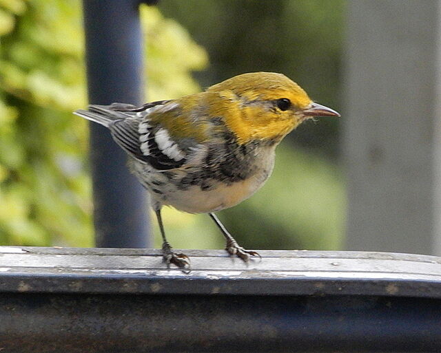 Black-throated Green Warbler