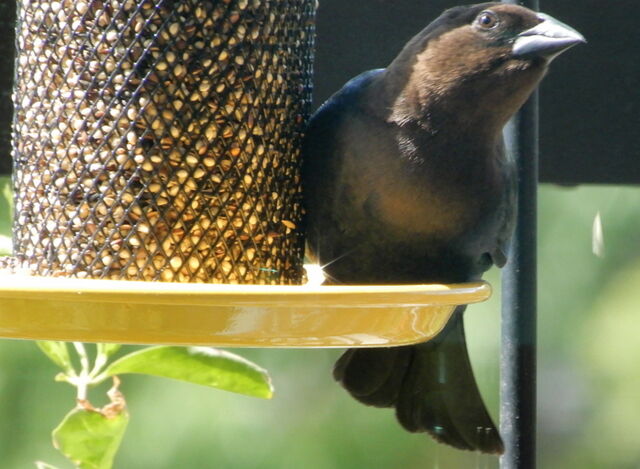 Brown-headed Cowbird