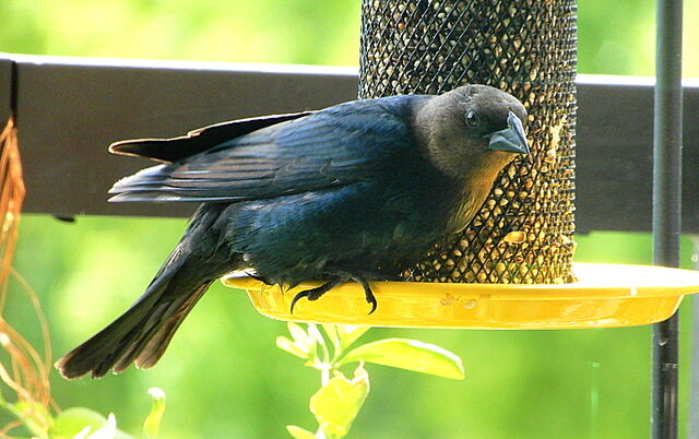 Brown-headed Cowbird