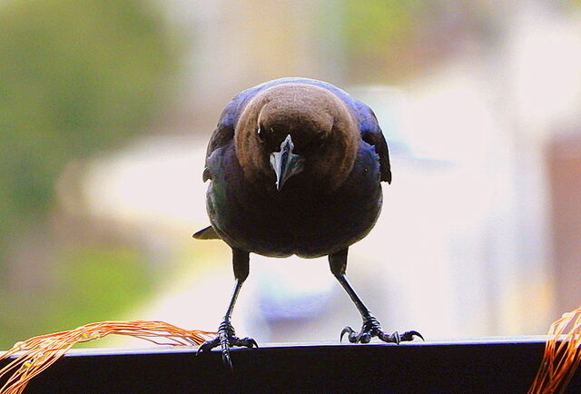 Brown-headed Cowbird