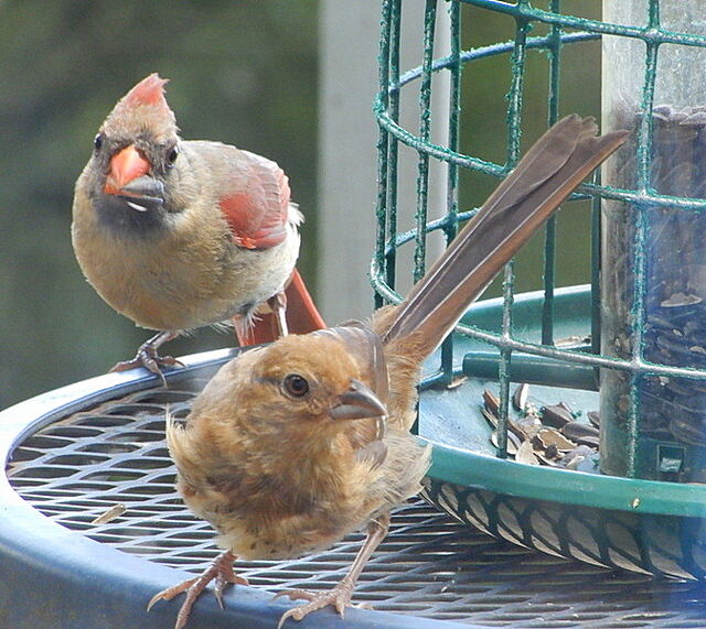 Eastern Towhee