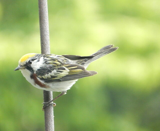 Chestnut-sided Warbler