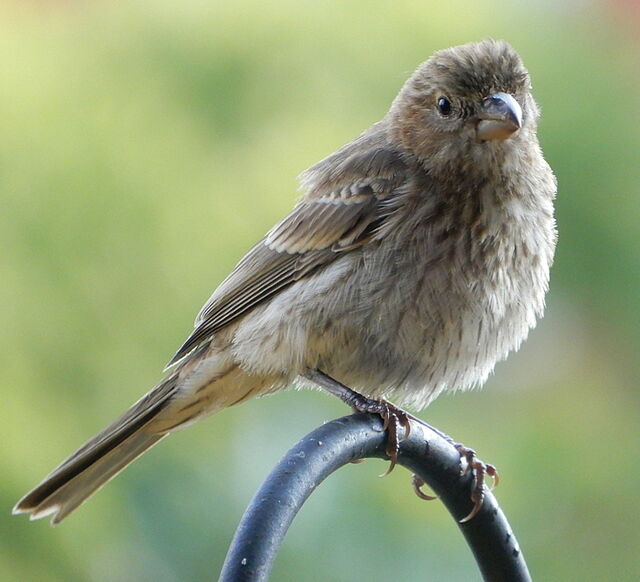 House Finch