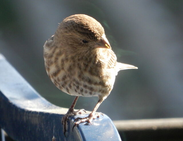 House Finch