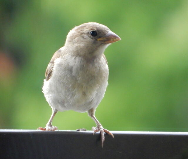 House Sparrow