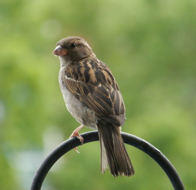 House Sparrow