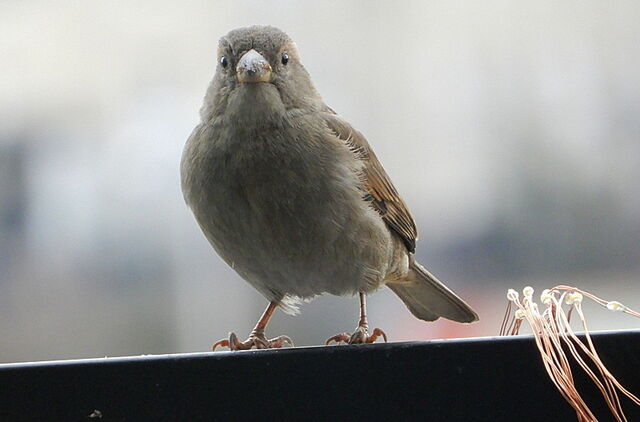 House Sparrow